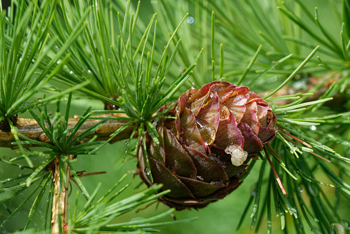 Larch strobili: a young ovulate cones with raindrops.