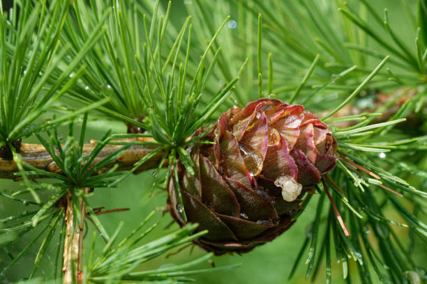 larch strobili: um jovem cones ovulados com gotas de chuva. - lariço - fotografias e filmes do acervo