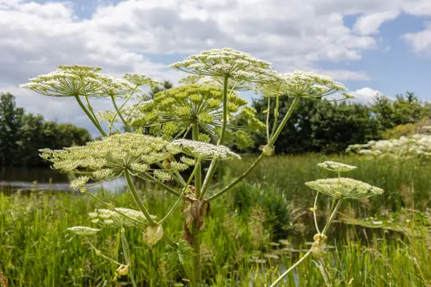 The hogweed a huge plant with large white parasol-like flowers, a dangerous plant for humans that can suffer severe burns from it