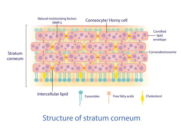 Vector illustration of Structure of stratum corneum vector on white background.