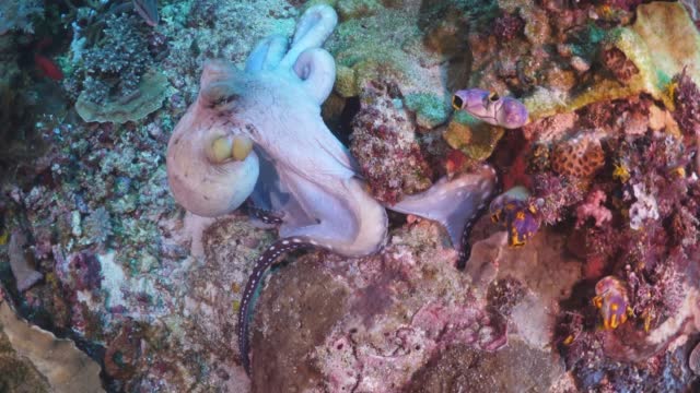 A Day Octopus searching the reef algae and corals for food