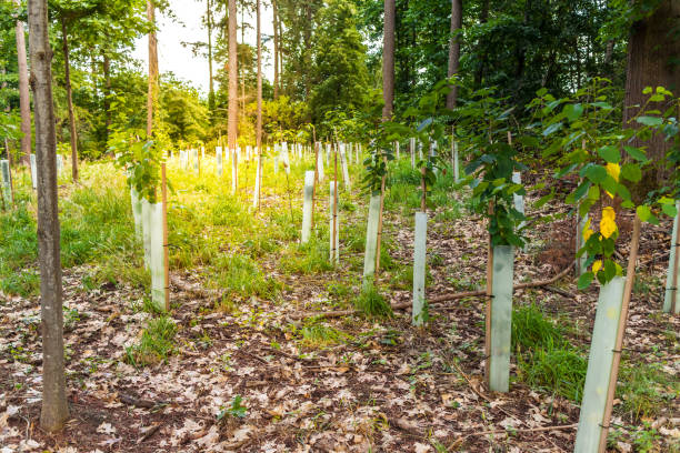 森林樹木の苗床 - 針葉樹と落葉樹の苗木を育てる - 森林再生 ストックフォトと画像