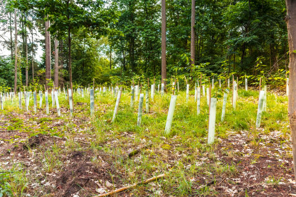 istock Forest tree nursery - Growing seedlings of coniferous and deciduous trees 1407155739