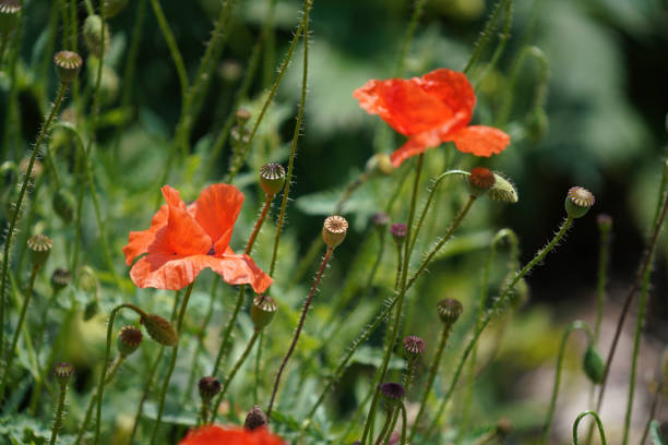istock Meadow with lots of greenery 1407156559