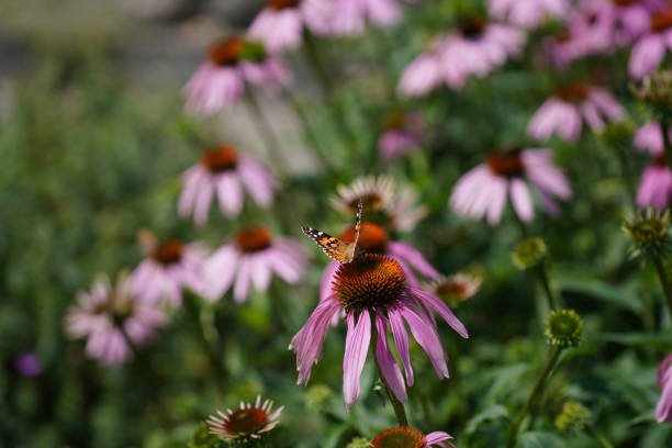 Meadow with lots of greenery and colorful flowers
