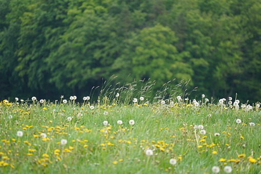 Meadow with lots of greenery and colorful flowers