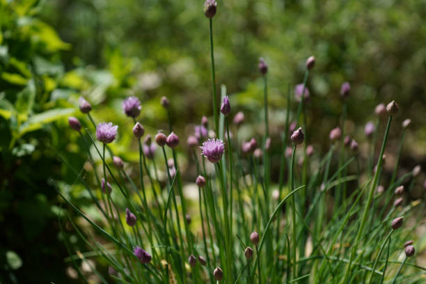 istock Meadow with lots of greenery 1407157460