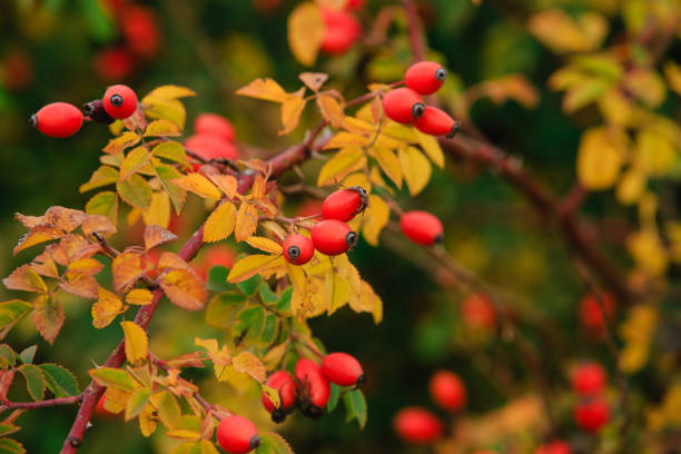 Red rosehip berries on a branch. Red rosehip berries on a branch. Red ripe autumn berries in a natural environment . The season of autumn berries. A natural source of vitamin C. wild rose hip stock pictures, royalty-free photos & images