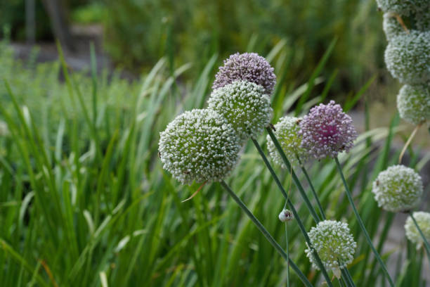 istock Meadow with lots of greenery 1407157732