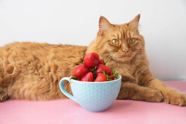 istock A big red cat lies next to a cup filled with strawberries 1407157890
