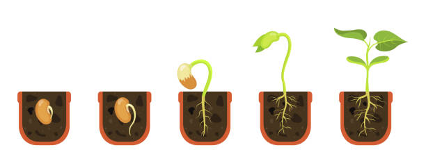 Germination seed in flower pot. Sprout in soil. Vector illustration beginning growth flowers. Germination seed in flower pot. Sprout in soil. Vector illustration beginning growth flowers. Plant root formation. plant root growth cultivated stock illustrations