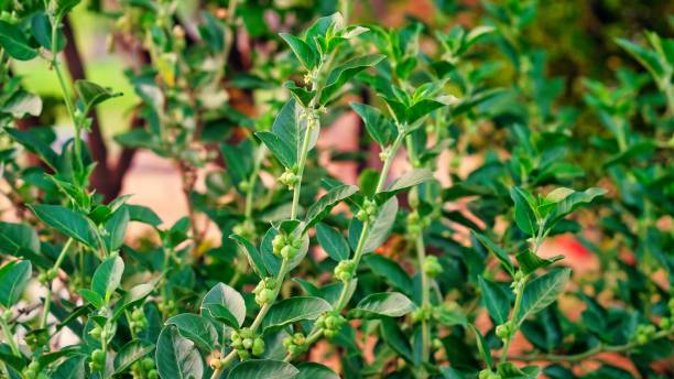 Ashwagandha known as Withania somnifera plant growing. Indian powerful herbs, poison gooseberry, or winter cherry. Ashwagandha is herb benefits for weight loss, healthcare and reduce stress ashwagandha conocida como withania somnifera planta en crecimiento. hierbas poderosas indias, grosella espinosa venenosa o cereza de invierno. ashwagandha es beneficios de hierbas para la pérdida de peso, la atención médica y reducir el estrés