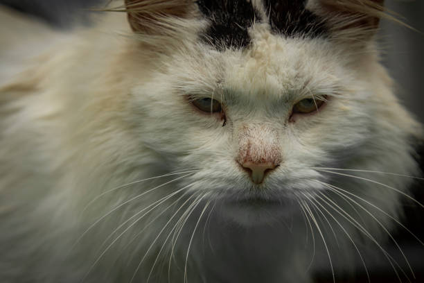 istock White male cat face with yellow eyes and pink muzzle 1407160239