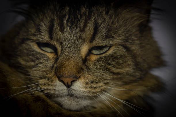 Gray tired brown tabby cat face with nice white hairy chin