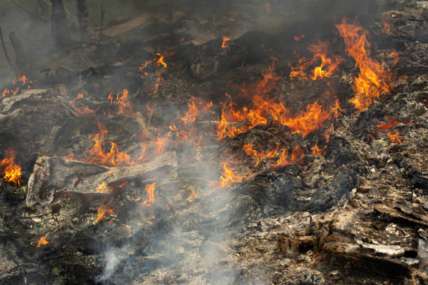 Fire in forest. Smoke and fire in nature. Burning garbage. stock photo