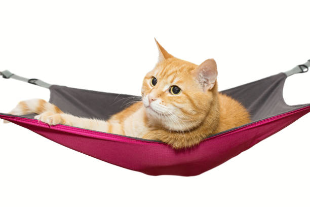 Ginger cat lies comfortably in a hammock, isolated on white
