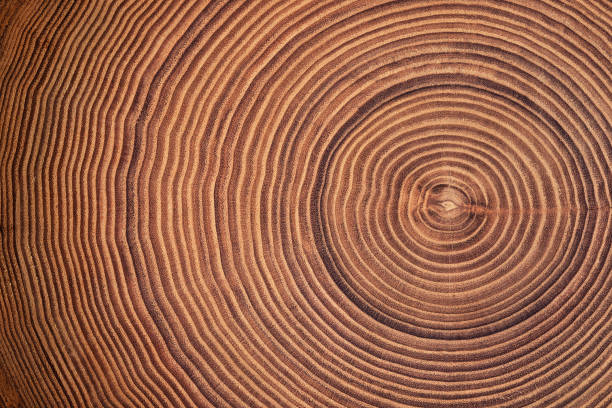 istock beautiful cut tree trunk with annual rings and cracks. wood texture background 1407163154
