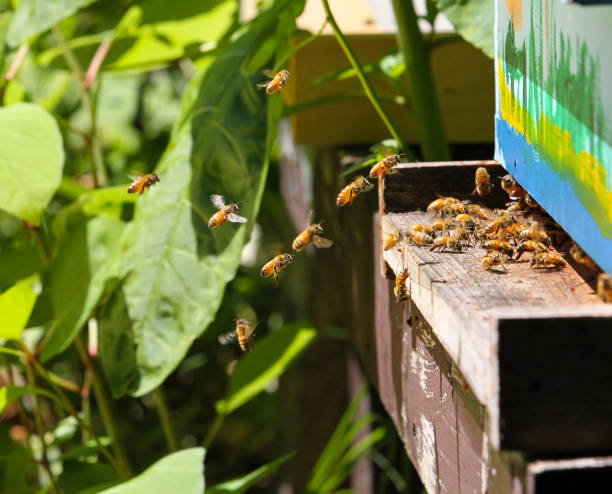 istock Busy Hardworking Bees on hive in the Summer Morning 1407163422