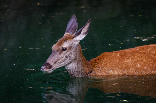 Red deer - Cervus elaphus. Female deer takes a refreshing bath immersed in the water of the lake.