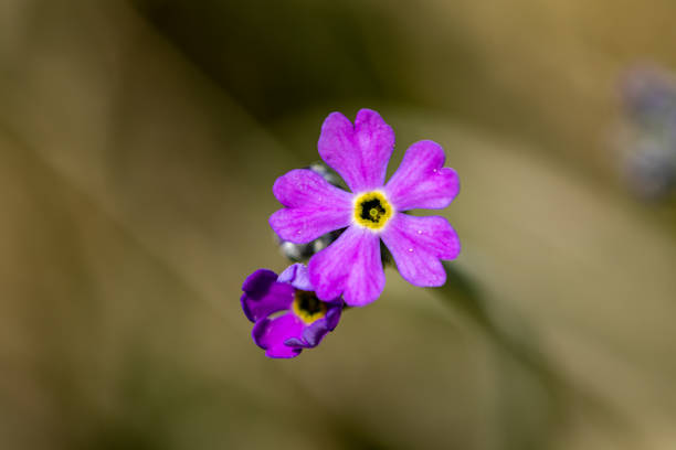 istock Primula farinosa flower in meadow, macro 1407164248