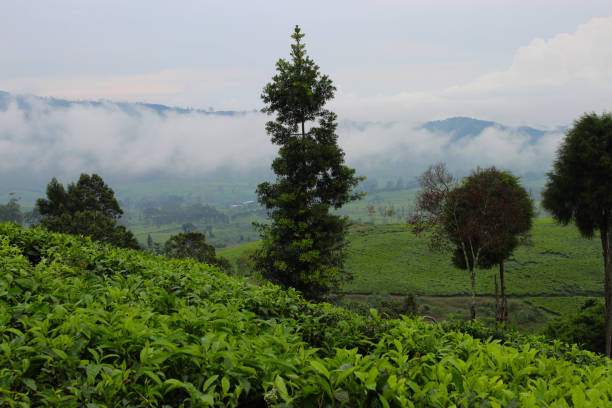 istock Tea plantation landscape in the afternoon 1407164539