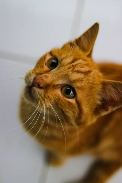 istock yellow kitten is looking at to the camera asking for food 1407164742