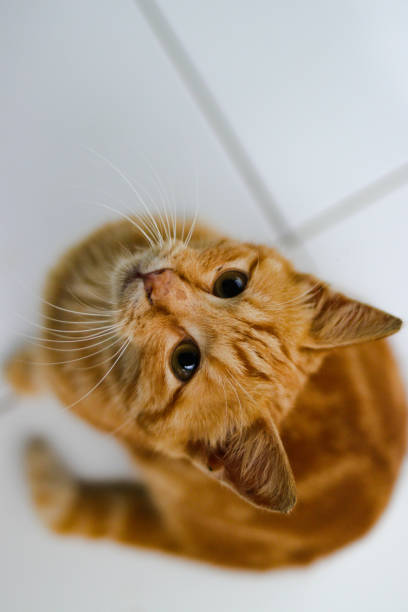 istock yellow kitten is looking at to the camera asking for food 1407165367