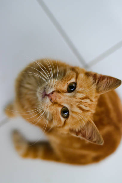 istock yellow kitten is looking at to the camera asking for food 1407165369