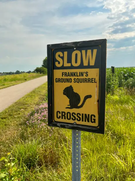 Photo of Slow Down - Squirrel Crossing