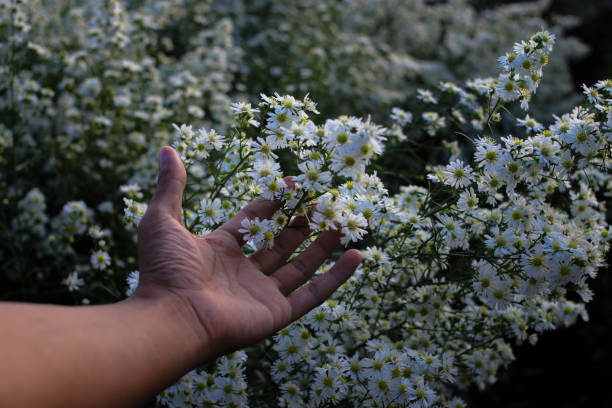 istock Hand holding aster flower in the garden 1407165635