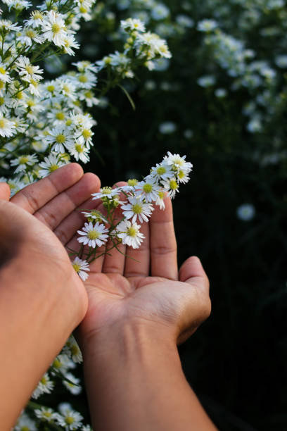istock Hand holding aster flower in the garden 1407165647