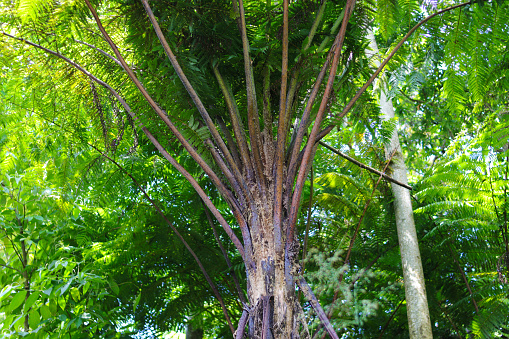 Close-up view of Beautiful fern tree in an Indonesia rainforest