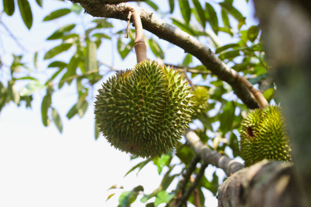 istock Durian on tree in durian orchard 1407165711