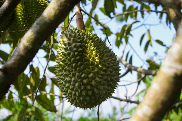 istock Durian on tree in durian orchard 1407165718