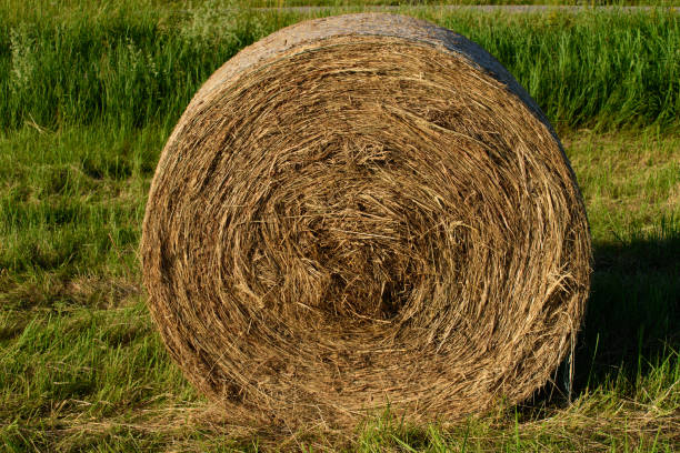 istock beautiful hay roll on a sunny summer evening, green grass 1407165751