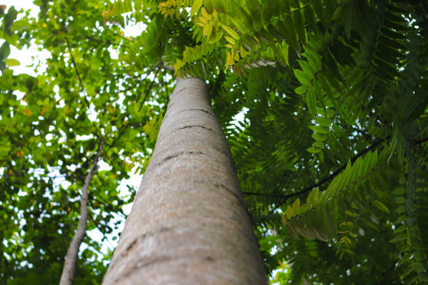 Look up view of a big tree trunk with green leaves in the morning