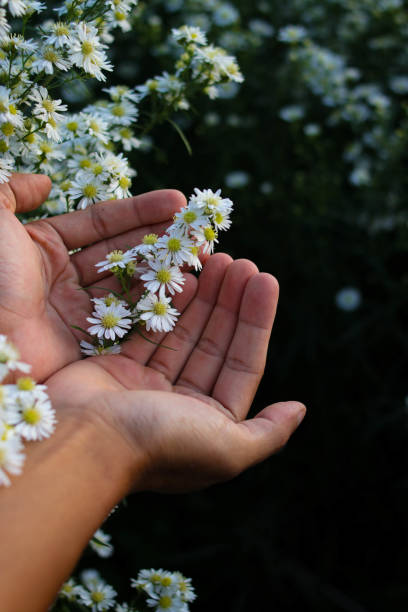 istock Hand holding aster flower in the garden 1407165831