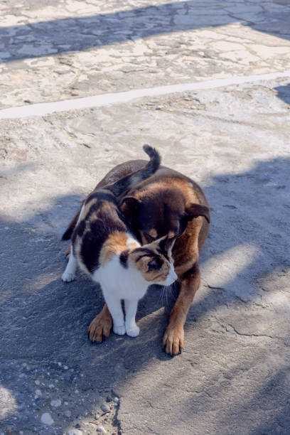 The friendship of the homeless three-colored cat and brown dog