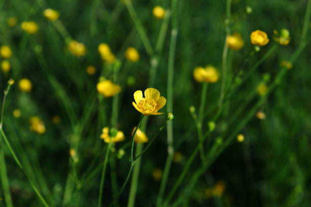 istock Yellow Buttercup (Ranunculus bulbosus) flower blossoms 1407166154