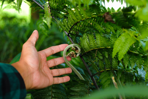Close-up view of hand with flannel shirt touching a young fern leaf in the woods.