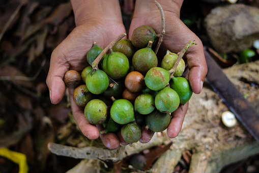 A handful of macadamia nuts that freshly harvested from the garden. Macadamia also known as Queensland nut, bush nut, maroochy nut, bauple nut , Hawaii nut.