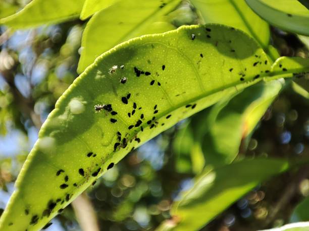 istock Aphids is sticking under the young leaves 1407166988