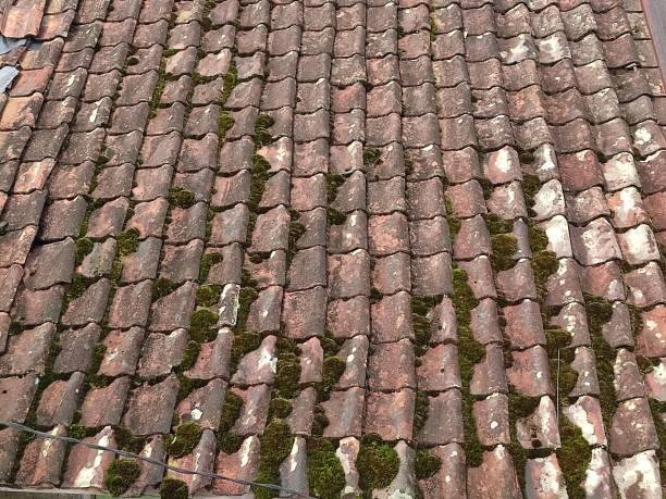 istock Roof tiles texture with moses 1407167487