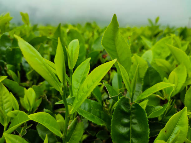 istock Tea plantation landscape in the afternoon 1407167541