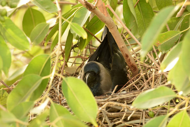 Bird-Crow. House Crow incubating on tree nest. crows nest stock pictures, royalty-free photos & images