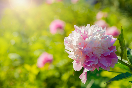 Lush pale pink peony on a background of greenery and other flowers. Summer sunshine, juicy greenery of flower leaves. High quality photo