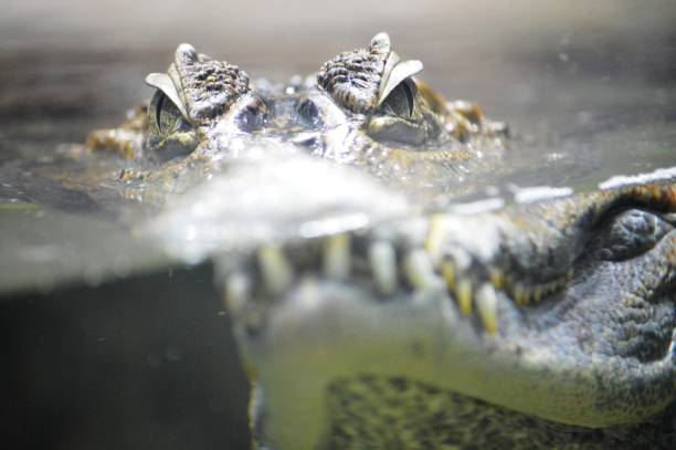 istock mouth of a crocodile 1407169231