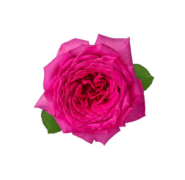 istock Hot pink rose flower isolated on white 1407169380