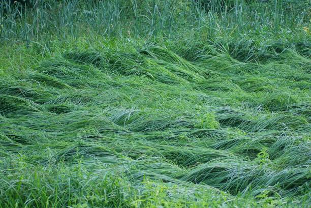 Green grass lawn background. Nature with green grassy. Summer meadow with grassy plant. Green nature background. Grassland meadow. Grass background. Nature environment.