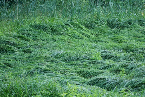many long green grass of reeds and grass in the water in the swamp